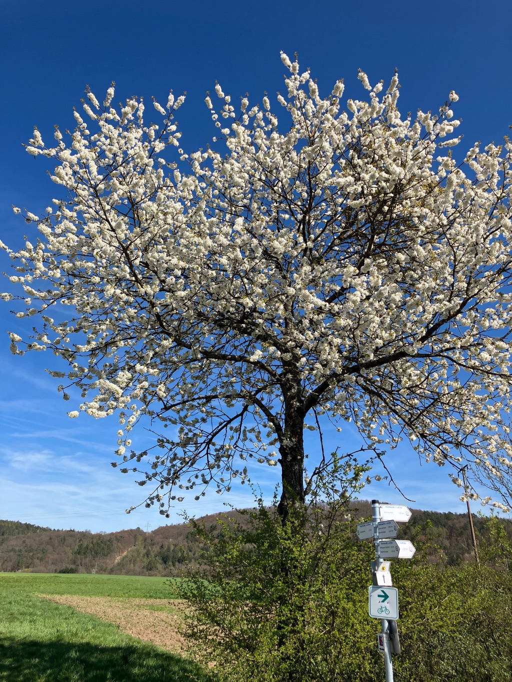 Dein Jahresbegleiter